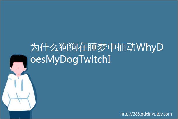 为什么狗狗在睡梦中抽动WhyDoesMyDogTwitchInHisSleep